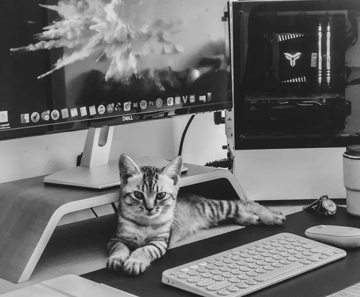 Eine Katze auf dem Schreibtisch, vor einem Computer